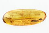 Fossil Click Beetle & Tumbling Flower Beetle in Baltic Amber #270605-1